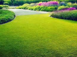 Lawn Grass